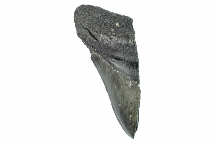 Partial Fossil Megalodon Tooth - Serrated Edge #277427